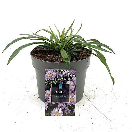 Aster (D) 'Lady in Blue' Pot 2 Liter
