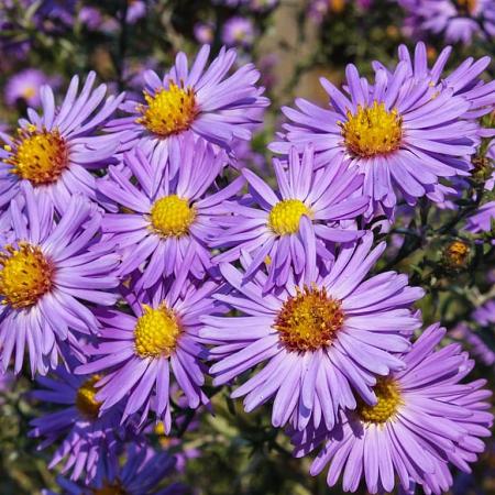 Aster (D) 'Lady in Blue' Pot 2 Liter