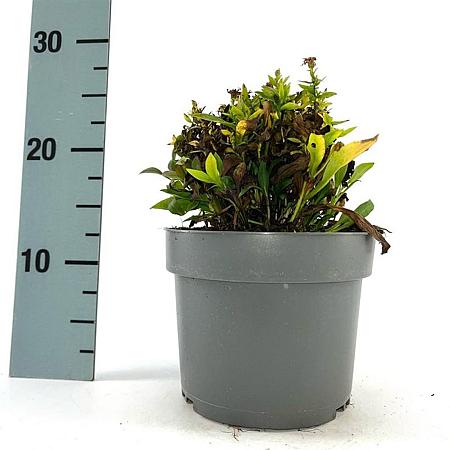 Aster (D) 'Schneekissen' Pot 2 Liter 20 - 30 cm