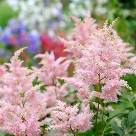 Astilbe (S) 'Hennie Graafland' Pot 2 Liter