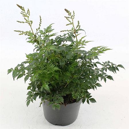 Astilbe (S) 'Hennie Graafland' Pot 2 Liter