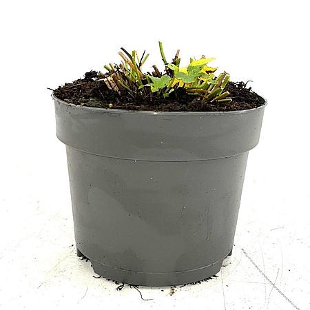 Astrantia 'Buckland' Pot 2 Liter