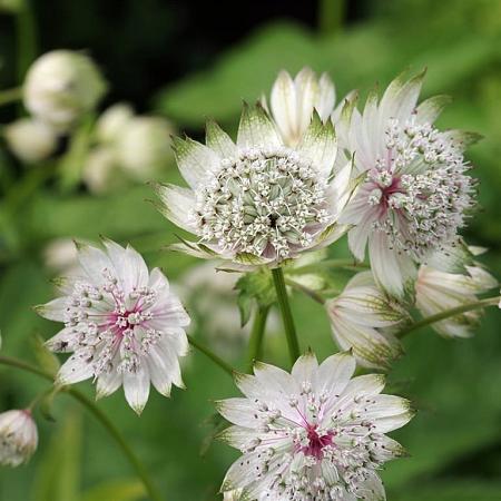 Astrantia 'Buckland' Pot 2 Liter