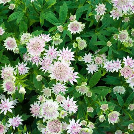 Astrantia maj. 'Shaggy' Pot 2 Liter