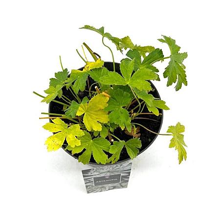 Astrantia maj. 'Shaggy' Pot 2 Liter