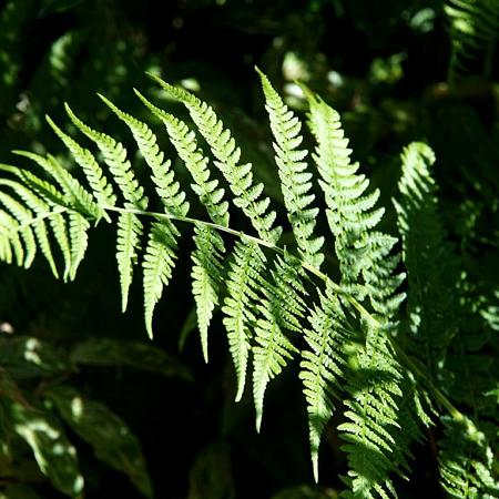 Athyrium filix-femina Pot 2 liter 25-30cm