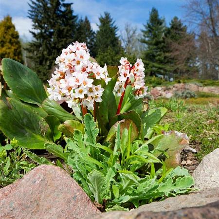 Bergenia 'Bressingham White' Pot 2 Liter