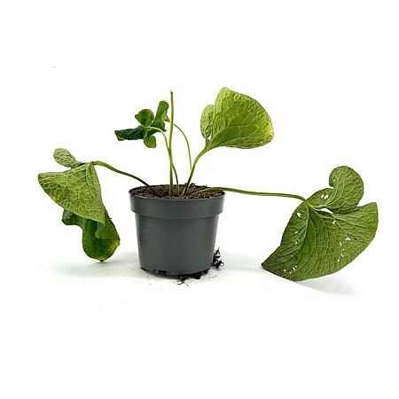 Brunnera macrophylla Pot 2 Liter