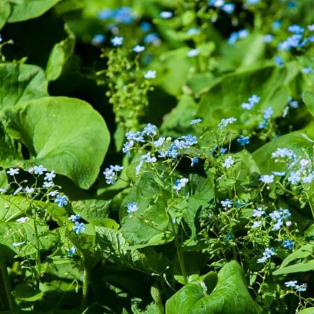Brunnera macr. 'Jack Frost' Pot 5 Liter 