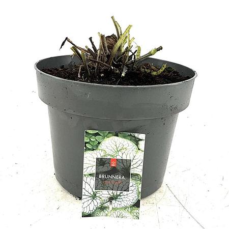 Brunnera macr. 'Jack Frost' Pot 5 Liter 