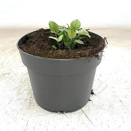 Brunnera macr. 'Sterling Silver' Pot 2 Liter