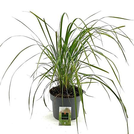 Calamagrostis acut. 'Karl Foerster' Pot 5 Liter 