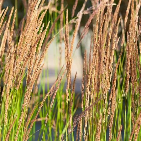 Calamagrostis acut. 'Karl Foerster' Pot 6 Liter 60 - 80 cm