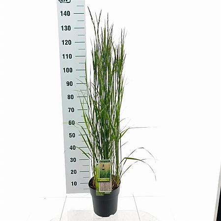 Calamagrostis acut. 'Karl Foerster' Pot 6 Liter 60 - 80 cm