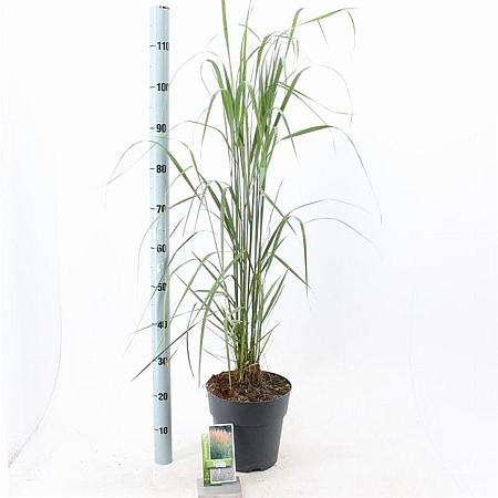 Calamagrostis acut. 'Karl Foerster' Pot 6 Liter 60 - 80 cm