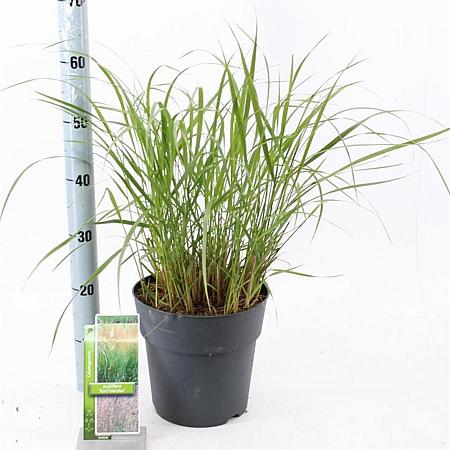 Calamagrostis acut. 'Karl Foerster' Pot 6 Liter 60 - 80 cm