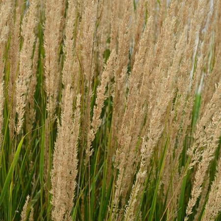 Calamagrostis acut. 'Overdam' Pot 2 Liter30 - 40 cm