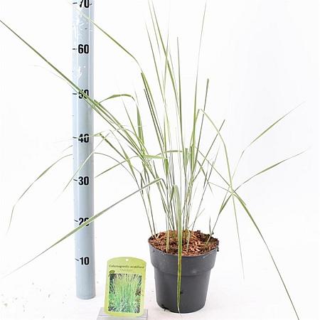 Calamagrostis acut. 'Overdam' Pot 2 Liter30 - 40 cm