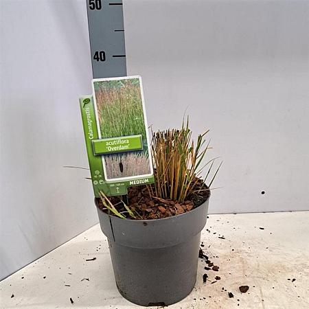 Calamagrostis acut. 'Overdam' Pot 3 Liter 40 - 50 cm