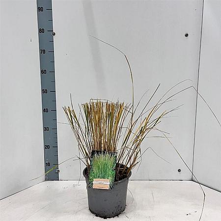 Calamagrostis acut. 'Overdam' Pot 4 Liter 50 - 60 cm