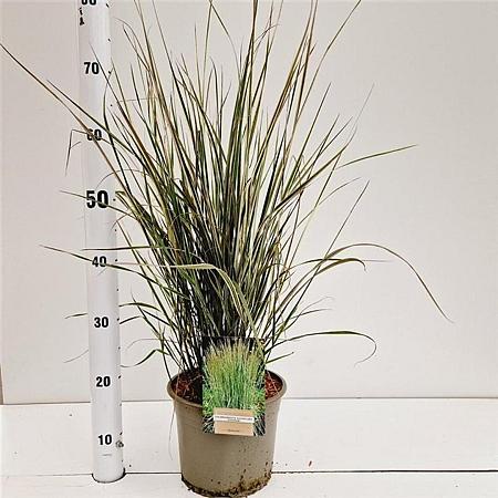 Calamagrostis acut. 'Overdam' Pot 4 Liter 50 - 60 cm
