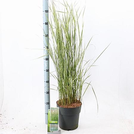 Calamagrostis acut. 'Overdam' Pot 6 Liter 60 - 80 cm