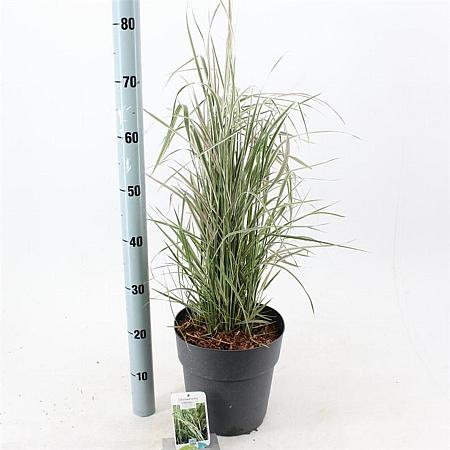 Calamagrostis acut. 'Overdam' Pot 6 Liter 60 - 80 cm