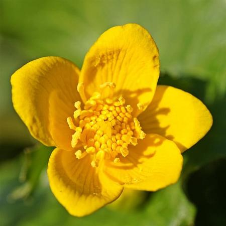 Caltha palustris Pot 2 Liter