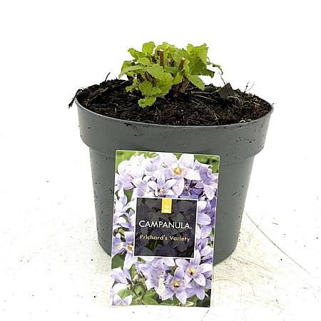 Campanula lact. 'Prichard's Var.' Pot 2 Liter