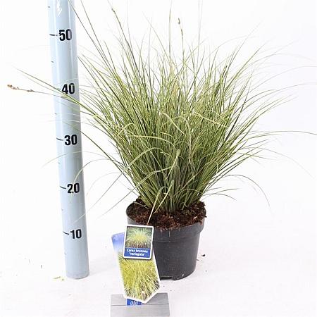 Carex brunnea 'Aureomarginata' Pot 2 liter 25-30cm