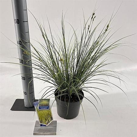 Carex brunnea 'Aureomarginata' Pot 2 liter 25-30cm