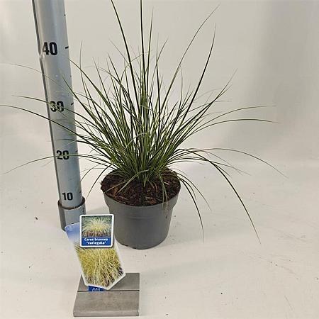 Carex brunnea 'Aureomarginata' Pot 2 liter 25-30cm