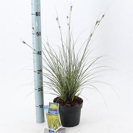 Carex brunnea 'Aureomarginata' Pot 2 liter 25-30cm