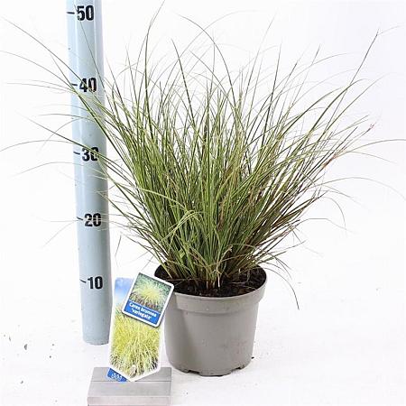 Carex brunnea 'Aureomarginata' Pot 2 liter 25-30cm