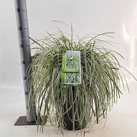 Carex 'Feather Falls' Pot 12 liter 30 - 40 cm