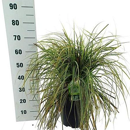 Carex 'Feather Falls' Pot 12 liter 30 - 40 cm