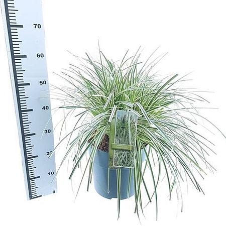 Carex 'Feather Falls' Pot 12 liter 30 - 40 cm