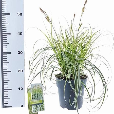Carex 'Feather Falls' Pot 3 liter 25-30cm