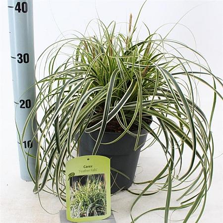 Carex 'Feather Falls' Pot 3 liter 25-30cm