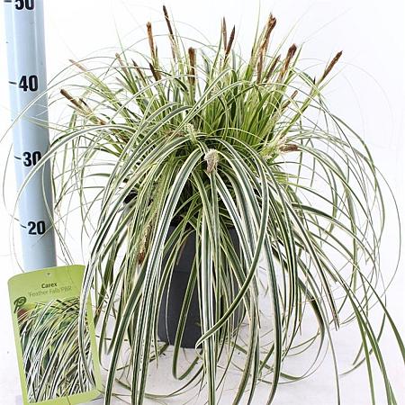 Carex 'Feather Falls' Pot 6 liter 30 - 40 cm
