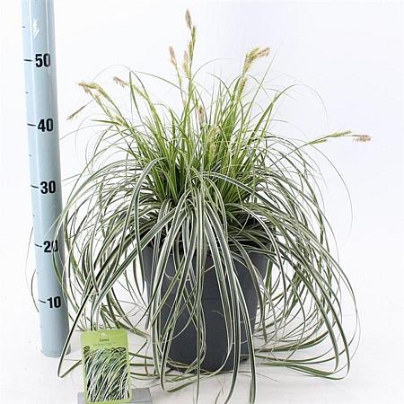 Carex 'Feather Falls' Pot 6 liter 30 - 40 cm