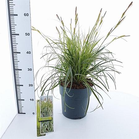 Carex 'Feather Falls' Pot 6 liter 30 - 40 cm