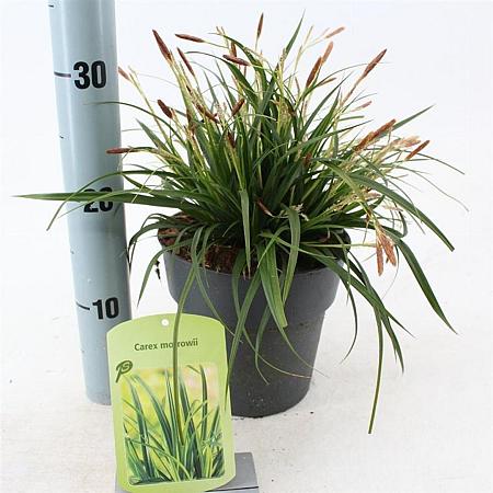 Carex morrowii Pot 2 Liter 20 - 30 cm