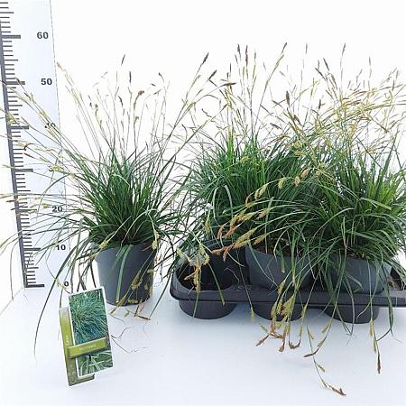 Carex morrowii Pot 2 Liter 20 - 30 cm