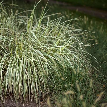 Carex morrowii 'Goldband' Pot 2 Liter 20 - 30 cm