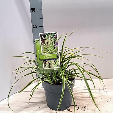 Carex morrowii 'Goldband' Pot 2 Liter 20 - 30 cm