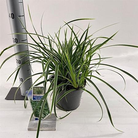 Carex morrowii 'Ice Dance' Pot 2 Liter 20 - 30 cm