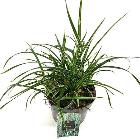 Carex morrowii 'Ice Dance' Pot 2 Liter 20 - 30 cm