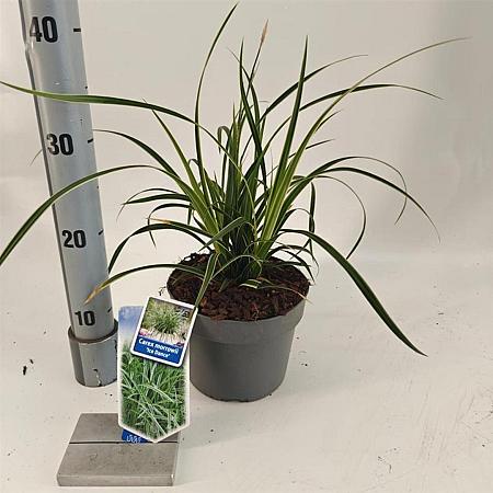 Carex morrowii 'Ice Dance' Pot 2 Liter 20 - 30 cm