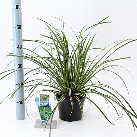 Carex morrowii 'Ice Dance' Pot 2 Liter 20 - 30 cm
